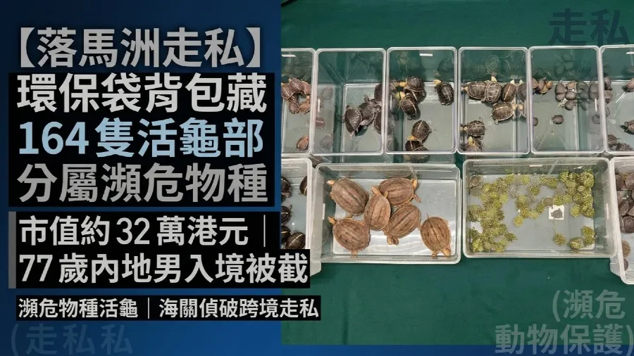 【落馬洲走私】環保袋背包藏164隻活龜值32萬港元 77歲內地男入境被截 部分屬瀕危物種 - 
