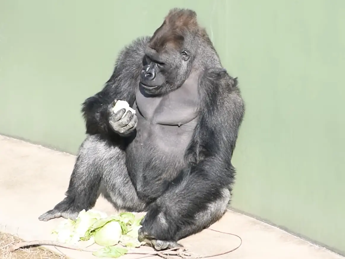 日本東山動植物園「猩二代」清正（キヨマサ/Kiyomasa），完美繼承老爸夏巴尼（シャバーニ）的帥氣基因，顏值不輸老爸，相關影片吸睛1800多萬次，引網友瘋狂討論。（來源：HigashiyamaPark@YouTube）
