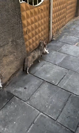 流浪貓媽媽開心地帶著幼崽回家啦～（來源：sungurlupetveteriner@IG）