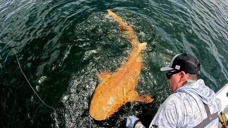 一條全長約 198 公分的「亮橘色鯊魚（bright orange shark）」，配上一雙渾白的眼睛，活像從奇幻電影裡游出來的角色，讓現場科學家紛紛驚呼「不可思議」。（來源：Parismina Domus Dei@FB）