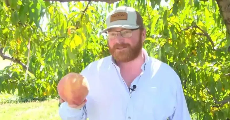 美國維吉尼亞州奇勒斯果園（Chiles Peach Orchard）收穫一顆重達 0.83 公斤的「PF - 27A」品種水蜜桃，打破金氏世界紀錄。果園主人稱因天氣適宜意外長出，將與家人分享。（來源：chilespeachorchard@IG）