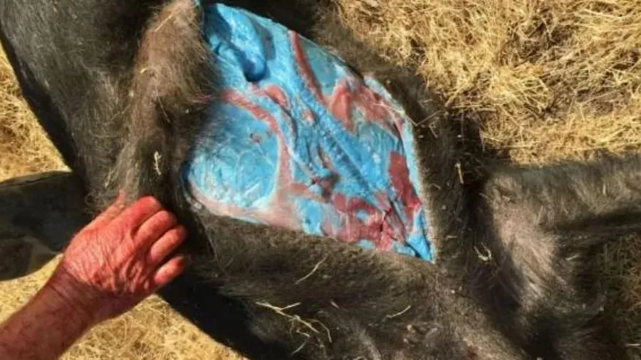 野豬阿凡達?美國加州野豬誤食毒藥變藍!的封面圖片