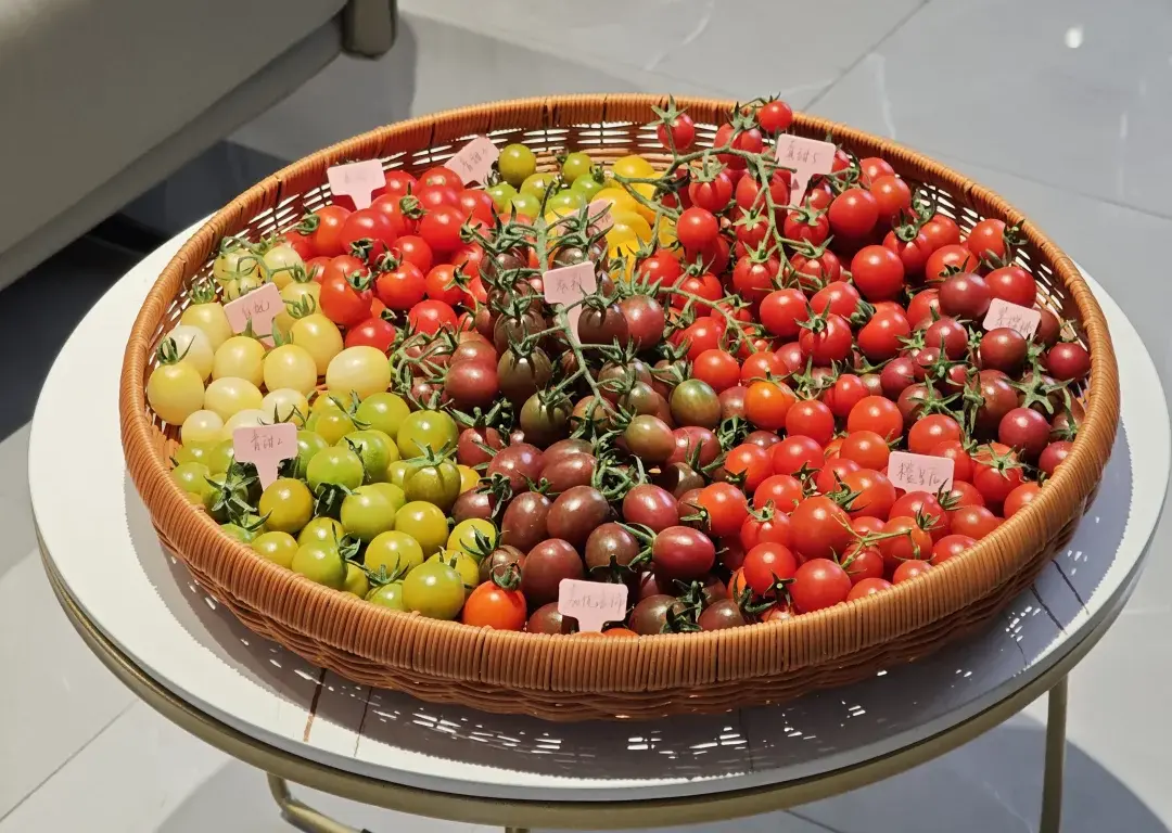 紅黃綠小番茄差在哪？原來和西紅柿是一家人？（示意圖來源：小紅書網友）