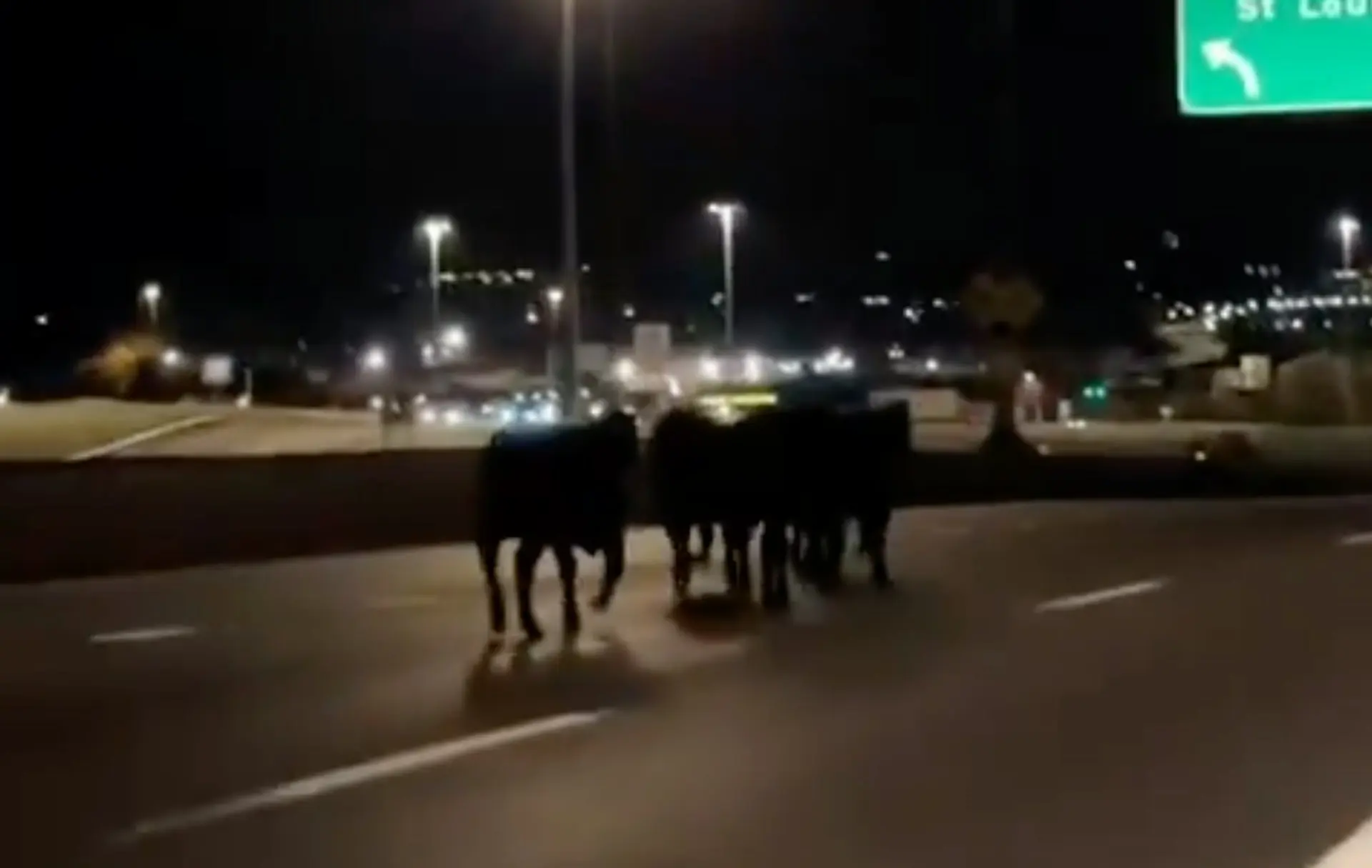 美國堪薩斯城深夜發生半掛車墜橋事故，車上百餘頭牛四散逃竄於公路，多頭牛隻不幸罹難。當局動用無人機、騎馬人員搜捕，恰逢NFL賽事，最後所有牛隻悉數尋獲。（來源：X）