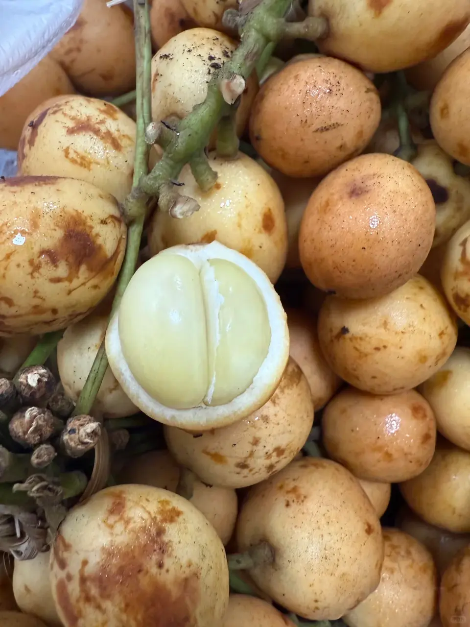 龍宮果（來源：小紅書網友）