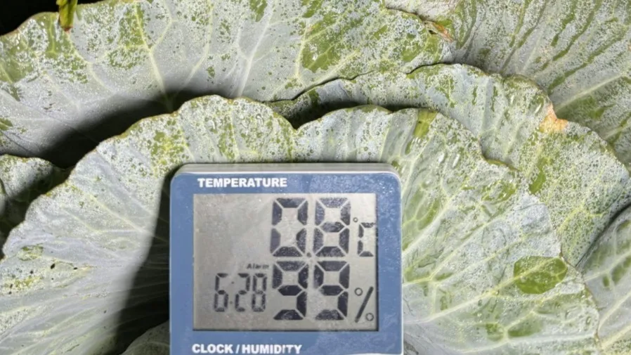 新界輻射冷卻明顯氣溫跌破 7 度　粉嶺坪輋路現薄冰白茫一片的封面圖片