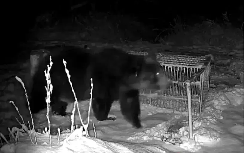 960頭熊成「處置災難」！北海道焚化爐超載翻倍，冷凍庫淪熊類「無位太平間」。（來源： HBCニュース　北海道放送@YouTube）