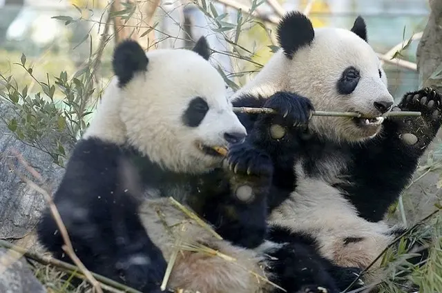 龍鳳胎大熊貓「曉曉」與「蕾蕾」(資料圖片)