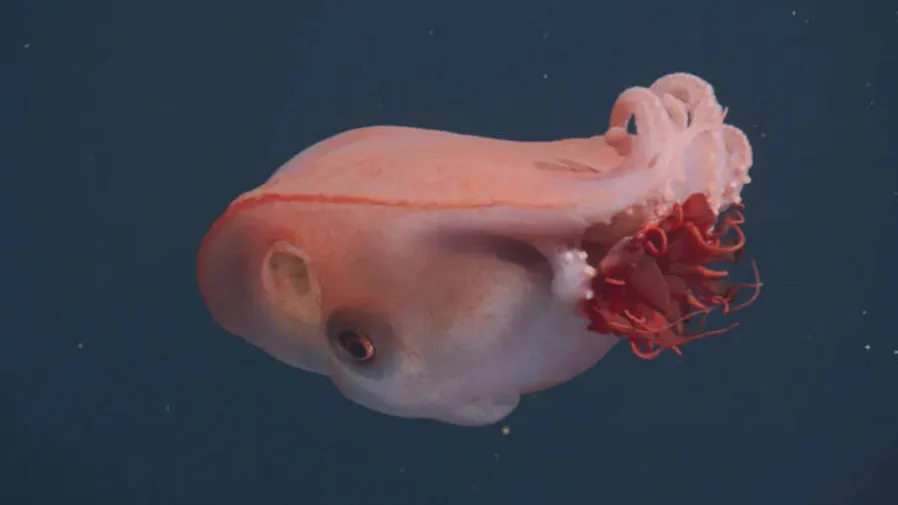 美國研究所捕捉到罕見活體七腕章魚！雄性為何要「斷腕求愛」？的封面圖片