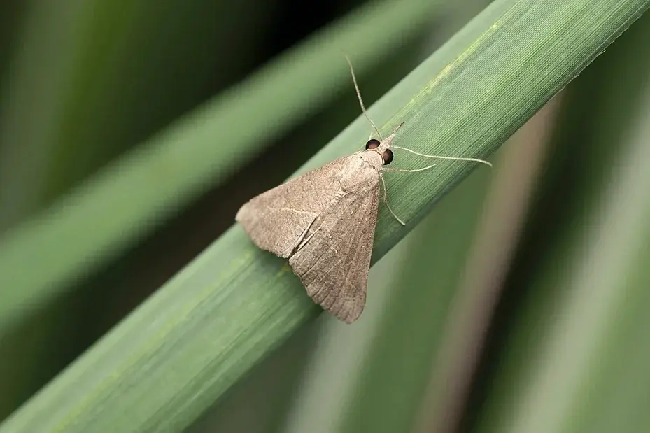 澳洲雪梨及新南威爾士州多區湧現大批博貢蛾（Bogong moth），大量飛蛾躲進屋簷、車廂縫隙。專家解釋屬遷徙現象，此物種為瀕危物種，呼籲市民以溫和方式驅離，減少燈光幹擾。（示意圖來源：images）