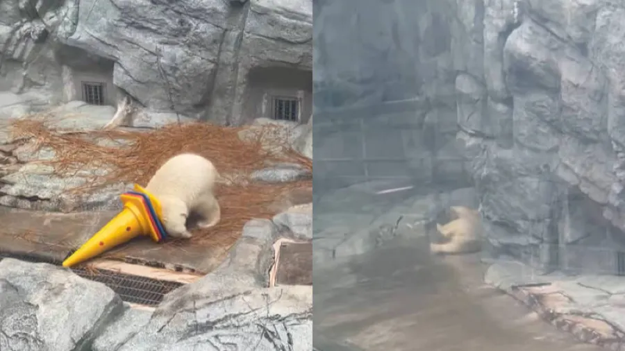 日本水族館小北極熊桃太變身獨角獸，蠢萌摔倒笑翻百萬人~的封面圖片