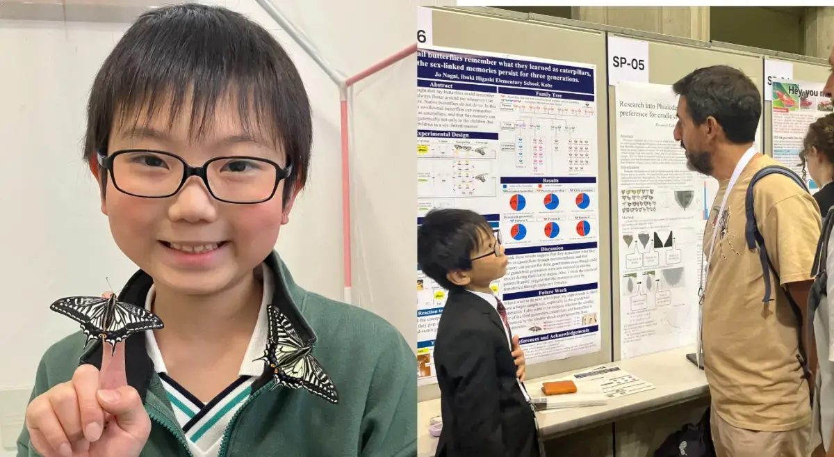 蝴蝶羽化後是否保留毛毛蟲時期的記憶？日本12歲學生長井丈透過自製實驗裝置證實記憶能夠延續，更發現記憶可傳遞至子代、孫代，研究成果登上國際學術場合，備受海外昆蟲學者矚目。（來源：masason_foundation@IG）