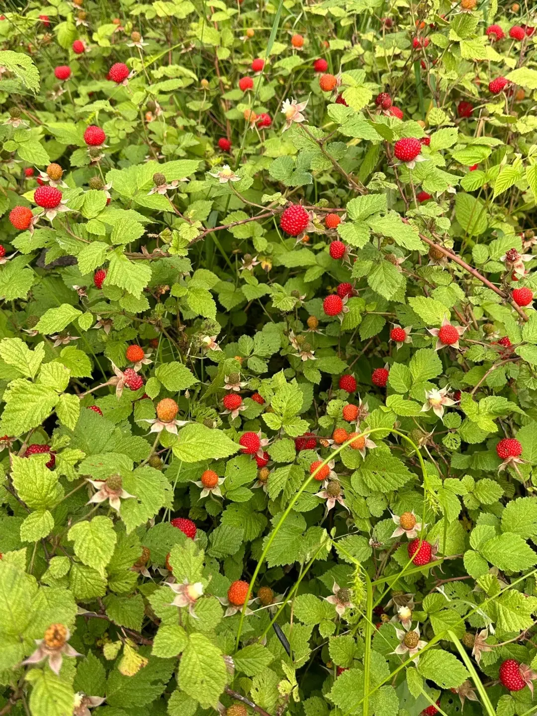 覆盆子（示意圖來源：小紅書網友）