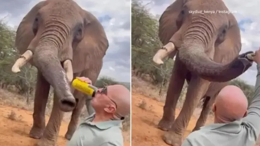 拿大象的安危「尋刺激」?西班牙遊客荒唐行為惹全網怒罵!的封面圖片