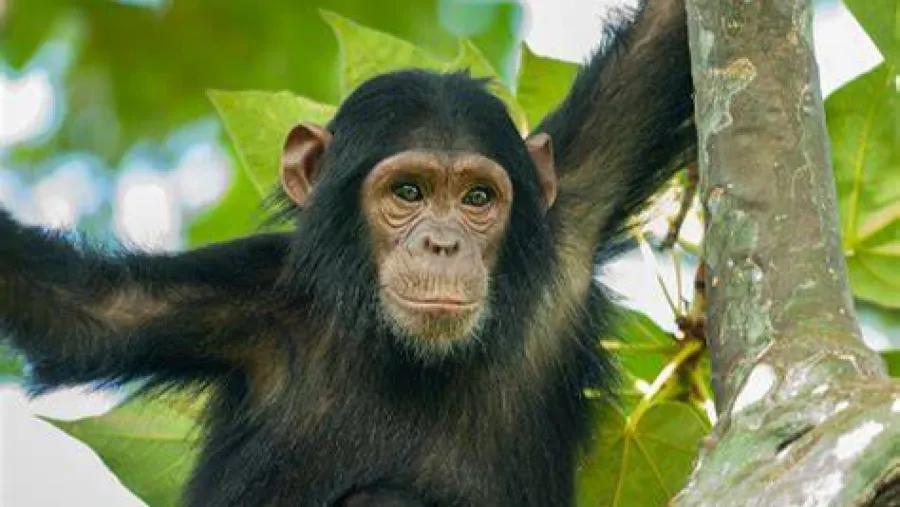 非洲母黑猩猩竟會自製長矛？樹洞裡的獵物毫無防備！的封面圖片