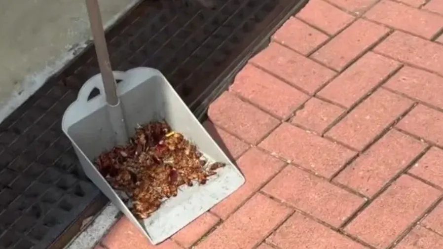 大埔寶湖里「小強大軍」突襲｜女童嚇到尖叫 垃圾剷滿曱甴屍體片段瘋傳 現場畫面恐怖的封面圖片