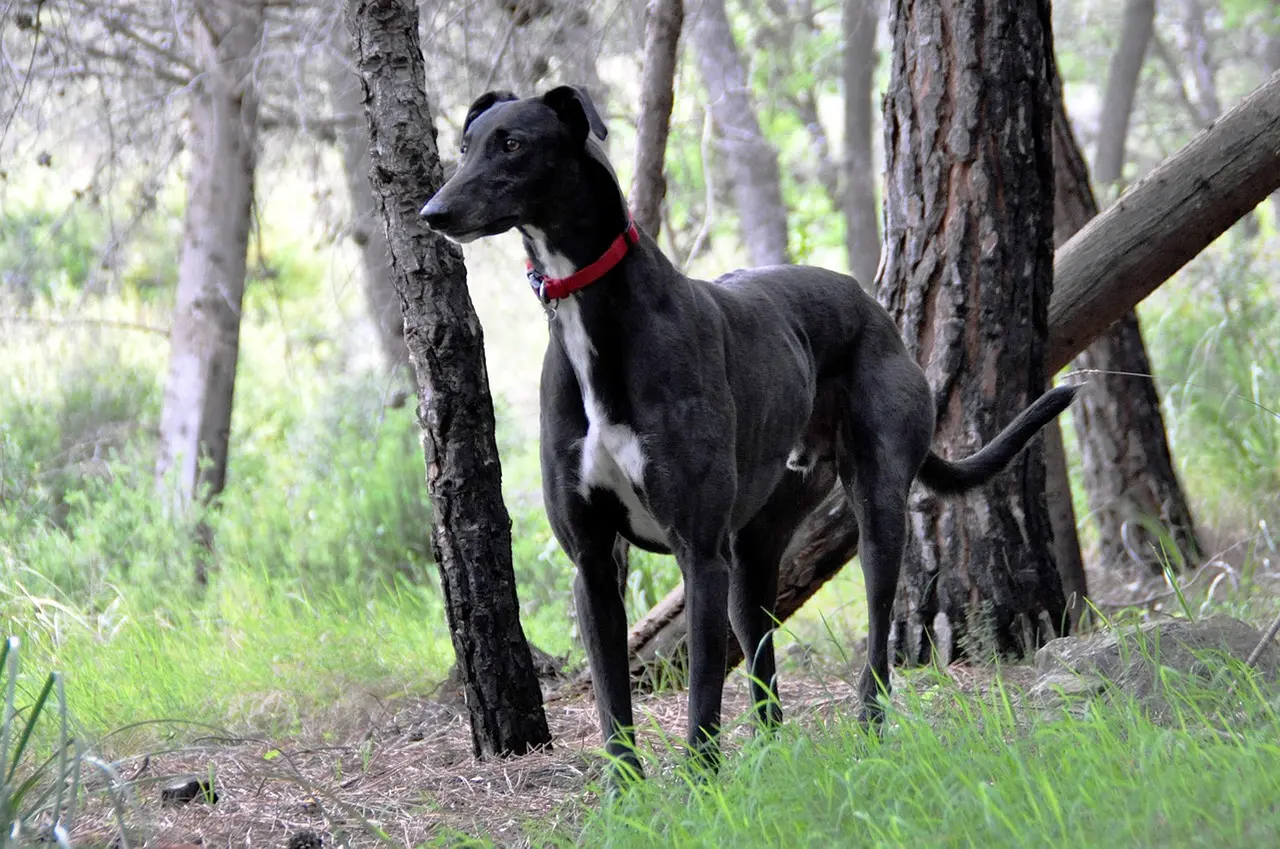 靈犬（示意圖來源：pixabay）