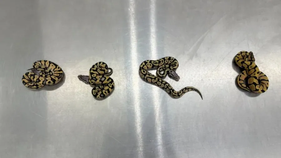 女子內衣藏4條瀕危活體蛇進境，被深圳海關查獲的封面圖片