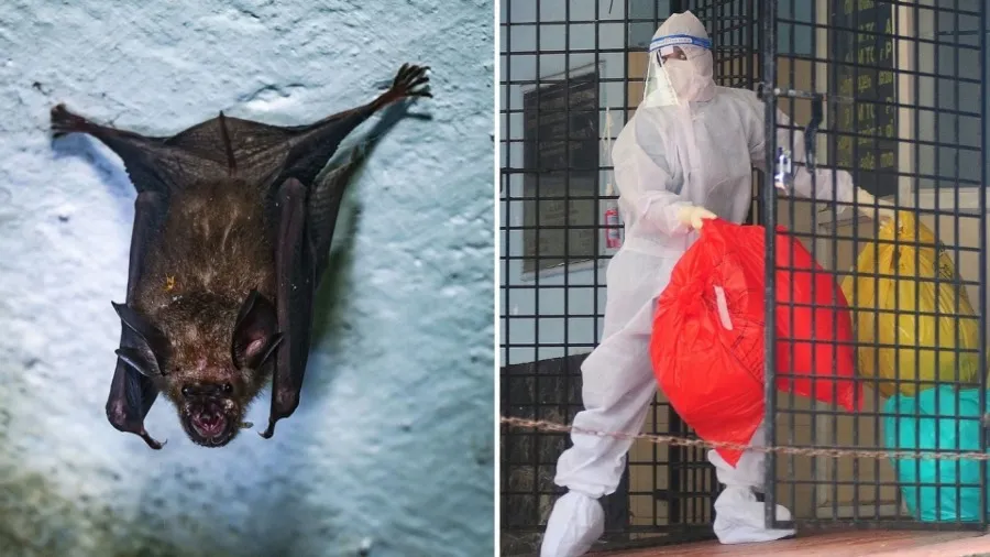 香港衛生防護中心評估尼帕病毒傳入風險低 機場加強健康篩檢的封面圖片