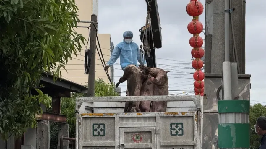 台灣疑爆發首宗「非洲豬瘟」 攜帶寄送含有肉類食品入台將被重罰的封面圖片
