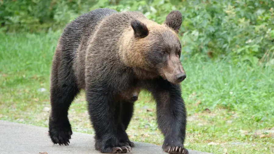 日本單日多宗熊襲擊致 4 人傷 百年溫泉旅館逾 300 預約取消慘遇營收下滑的封面圖片