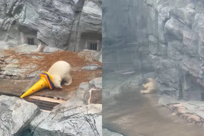 日本男鹿水族館人氣小北極熊桃太（Momota）將頭卡進彩色三角錐化身獨角獸，興奮狂奔卻不慎滑倒摔翻，呆萌畫面曝光後狂攬百萬瀏覽，笑翻無數網友。（來源：huber_mambaken@X）