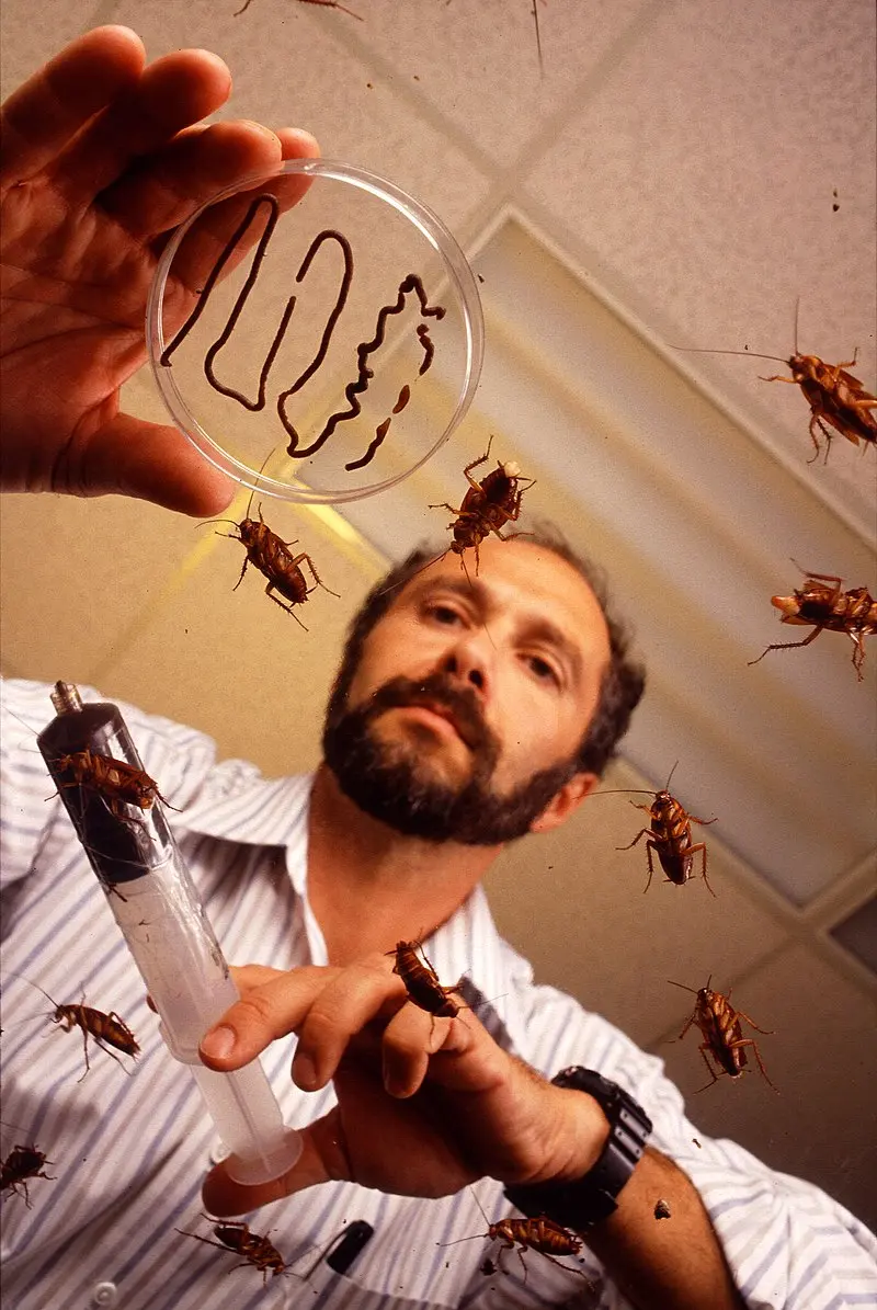 美洲蟑螂正迅速入侵日本東京，或因熱水洗碗機普及致污水槽環境適宜其繁殖，且其具有無性繁殖能力。（示意圖來源：pixabay）