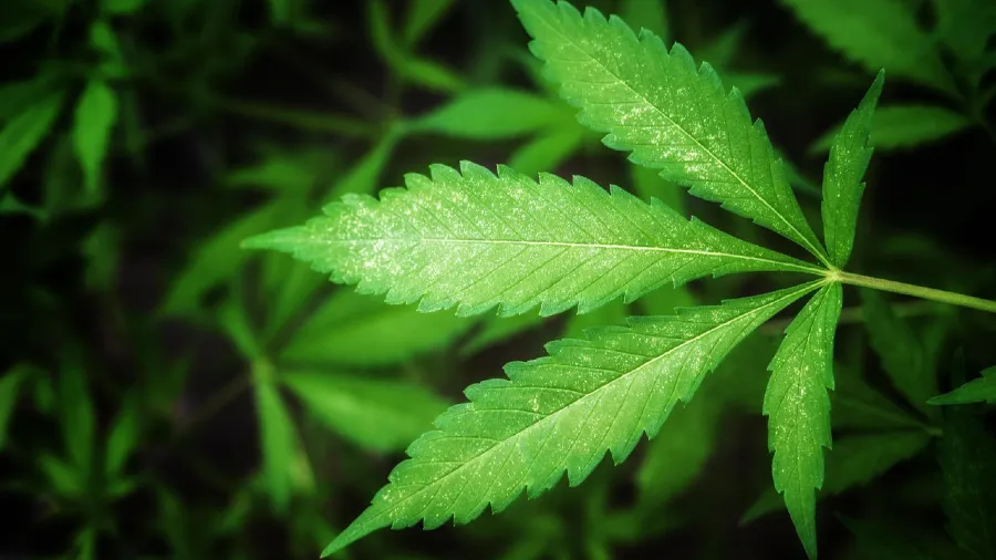 危險降級！美國大麻鬆綁恐釀青少年毒災的封面圖片