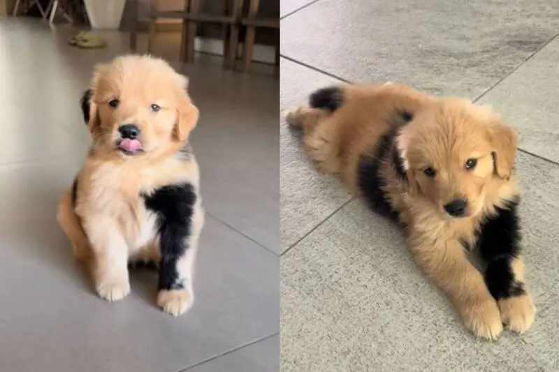 伯尼（Bernie）不同於普通黃金獵犬純淨的淺金色毛髮，伯尼全身布滿不規則黑色花紋，左前腿更是有一大片完整黑紋，宛如天生自帶的包手刺青。（來源：berniethegoldenr@IG）
