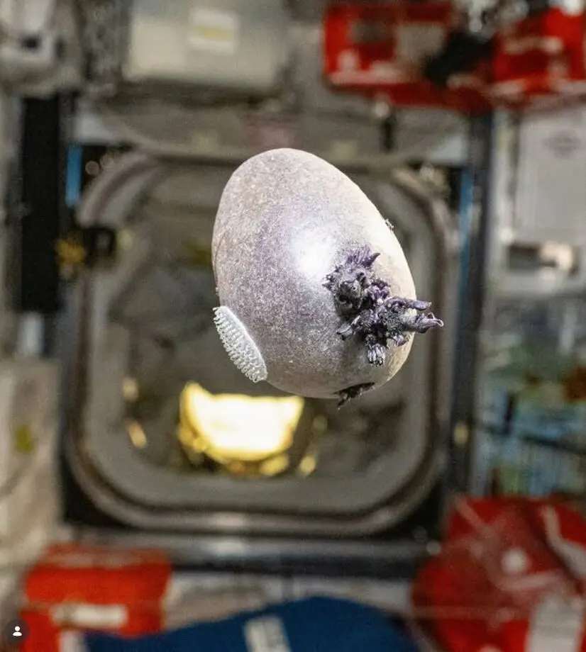 NASA太空人佩蒂特（Don Pettit）在國際太空站（ISS）拍攝到「蛋形紫觸手物體」嚇壞網友，真相是其種植的紫色馬鈴薯，還命名為史普尼克1號（Spudnik-1）。（來源：astro_pettit）