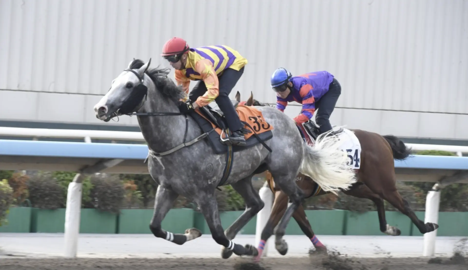 希斯馬房的亮點不止於此，今季新購入的「威利金箭」也備受矚目。這匹來港前曾在澳洲贏得三級賽，並在一級賽考菲爾德堅尼跑入第五的良駒，將在第九場三班千二米賽事中首度登場。(圖：網絡截圖)