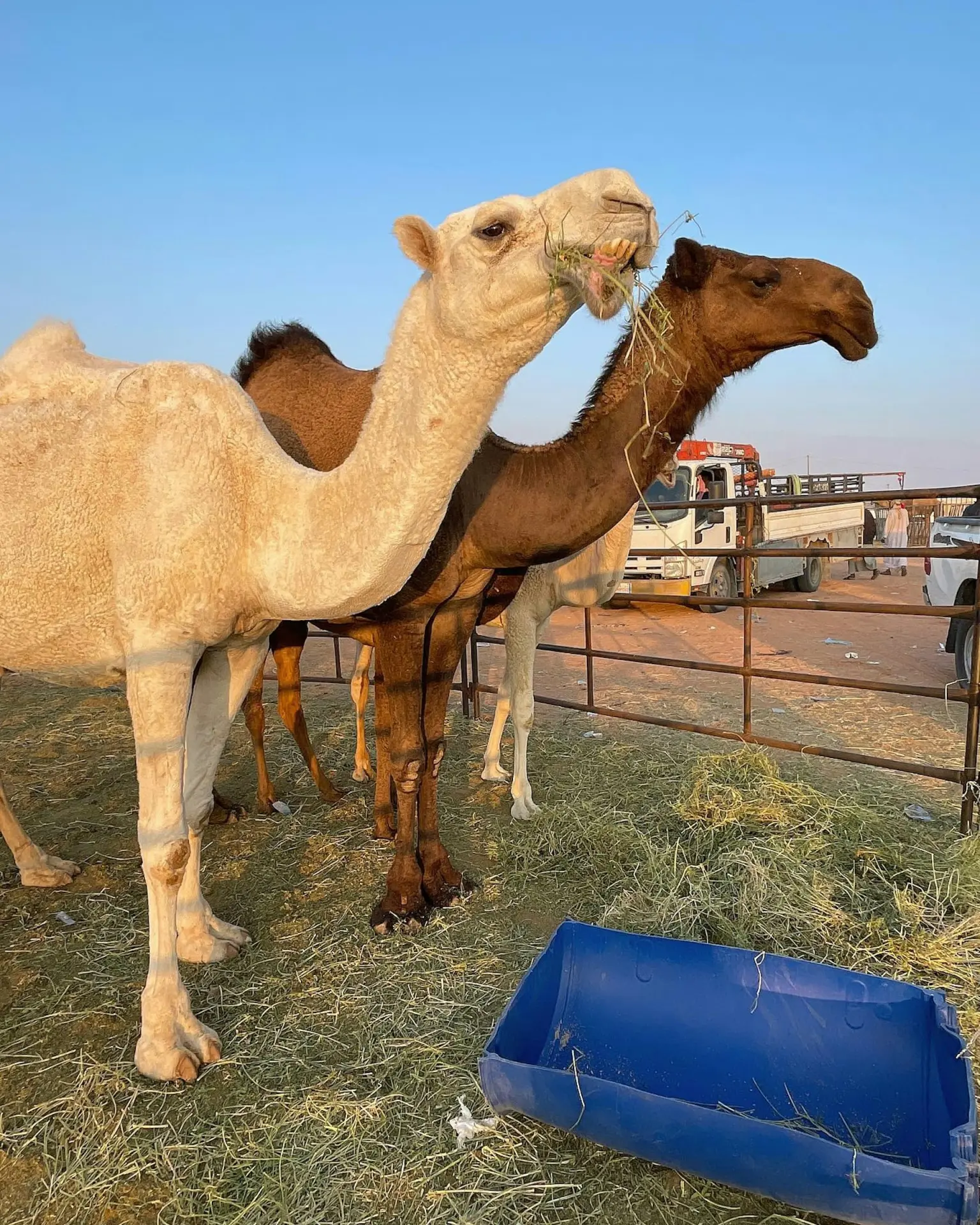 阿曼2026年阿爾穆薩納（Al Musanaa）駱駝選美爆整容醜聞，飼主為獎金施打肉毒、豐唇、隆鼻等，20頭駱駝遭禁賽，獸醫警告恐引發慢性發炎、生殖問題。（來源：overtruck_4x4@IG）