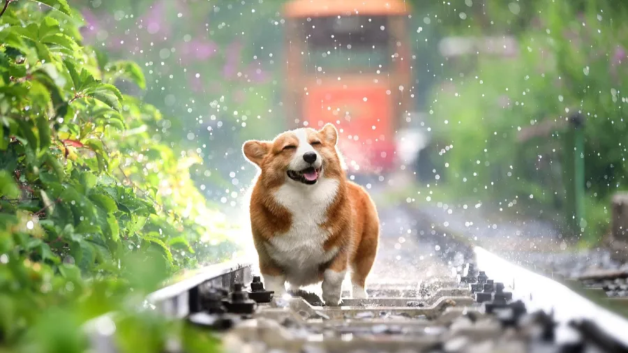 原來看這裡就知道！狗狗悄悄長成成犬的秘密的封面圖片