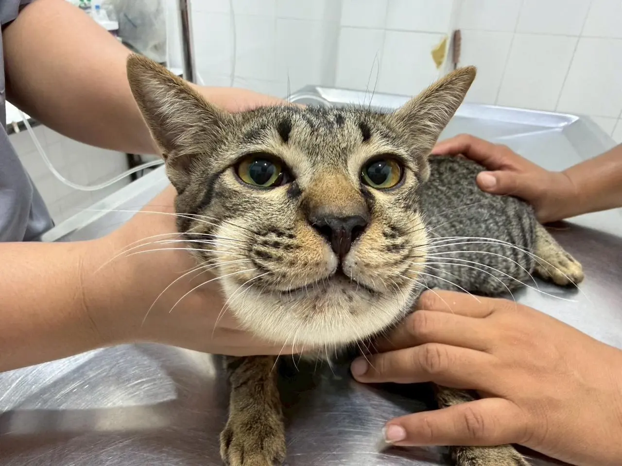 泰國黎逸府（Roi Et）一飼主誤餵貓咪1顆人用普拿疼，致其臉腫如「戽鬥星人」，送醫後確認中毒，飼主遭獸醫斥責並自責落淚，所幸貓咪搶救成功。（來源：โรงพยาบาลสัตว์บ้านสัตว์ยิ้ม@FB）