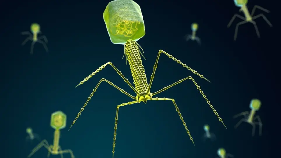 原來細菌體內，藏著一種嵌入 DNA 裡、睡了不知多少年的病毒（前噬菌體），一旦有新的病毒入侵者（噬菌體）闖進來，這類「沉睡病毒」就會被喚醒，幫細菌把入侵者趕走。（示意圖來源：網絡）