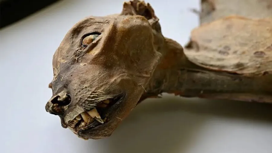 沙烏地洞穴7具獵豹木乃伊何以跨越4000年不腐？的封面圖片