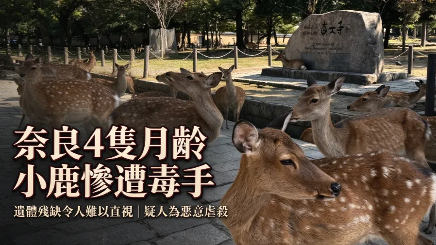 奈良知名古寺區4隻小鹿疑人為蓄意虐殺，遺體殘缺令人難以直視的封面圖片