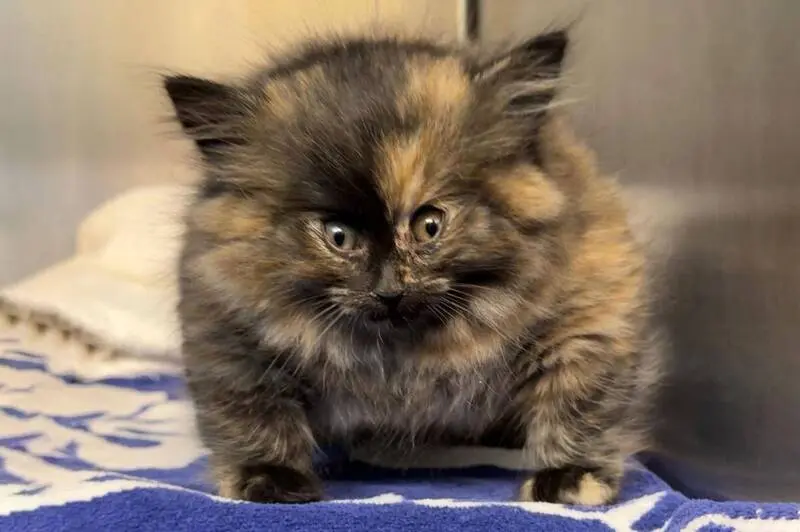 「膨膨小貓（puff kitty）」——佐伊（Zoe）。（來源：nypost社群/X）