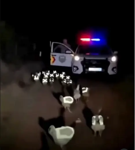 西班牙加利西亞一名女子深夜看見草叢冒出成群發光小身影，誤以為是傳說精靈趕緊報警，警方到場才揭曉，原來是農夫穿上反光背心的雞隻，這段趣事影片在網路上快速流傳。（來源：workflowsauto@IG）