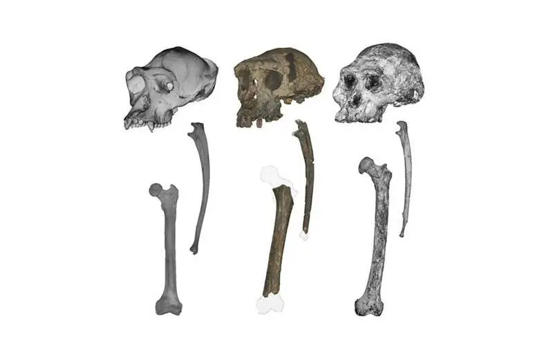 700萬年查德沙赫人（Sahelanthropus tchadensis）化石再受關注，科學家透過3D技術發現其股骨結節構造，證實其會直立行走，或為人類最早祖先。（來源：Scott Williams/NYU）
