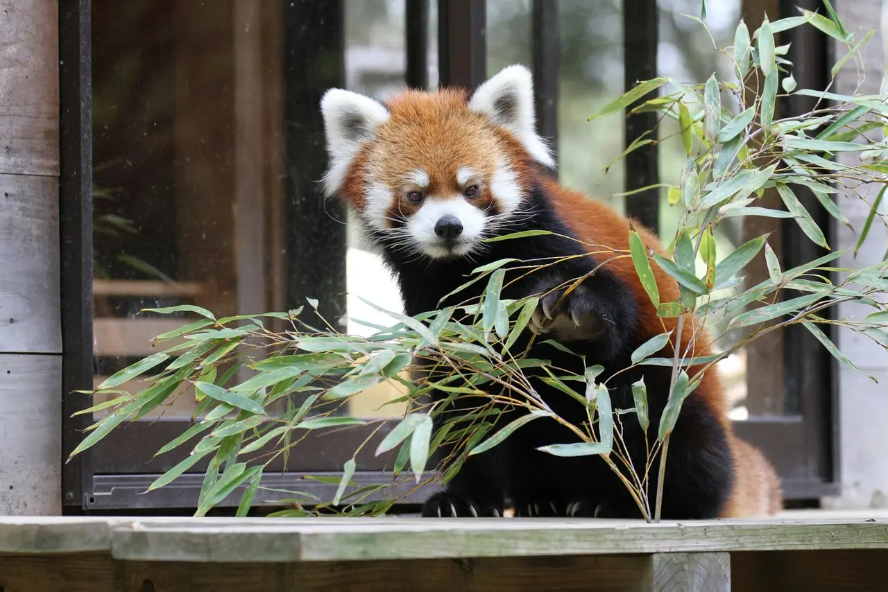 日本千葉市動物公園明星小熊貓「風太」歡度23歲生日，換算人類年齡達百歲，僅差一年可挑戰日本最高齡紀錄。目前牠身心狀況良好，園方暖心為其舉辦生日慶祝活動。（來源：ChibaZoo@X）