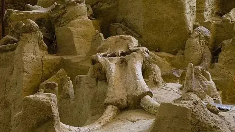 萬年不腐的猛瑪象牙，是被冰川施了魔法嗎？的封面圖片