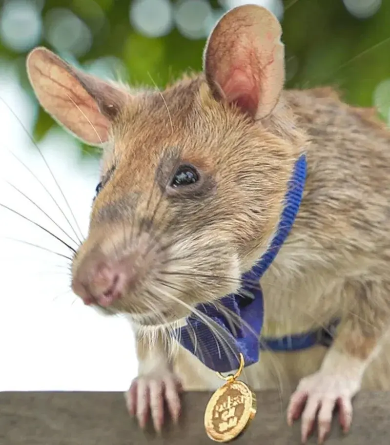 全球首座排雷鼠雕像在柬埔寨暹粒揭幕，致敬非洲巨鼠馬加瓦（Magawa）。它服役5年嗅出百餘枚地雷，效率超人工，獲動物界最高榮譽，其使命由同類延續。（來源：X）