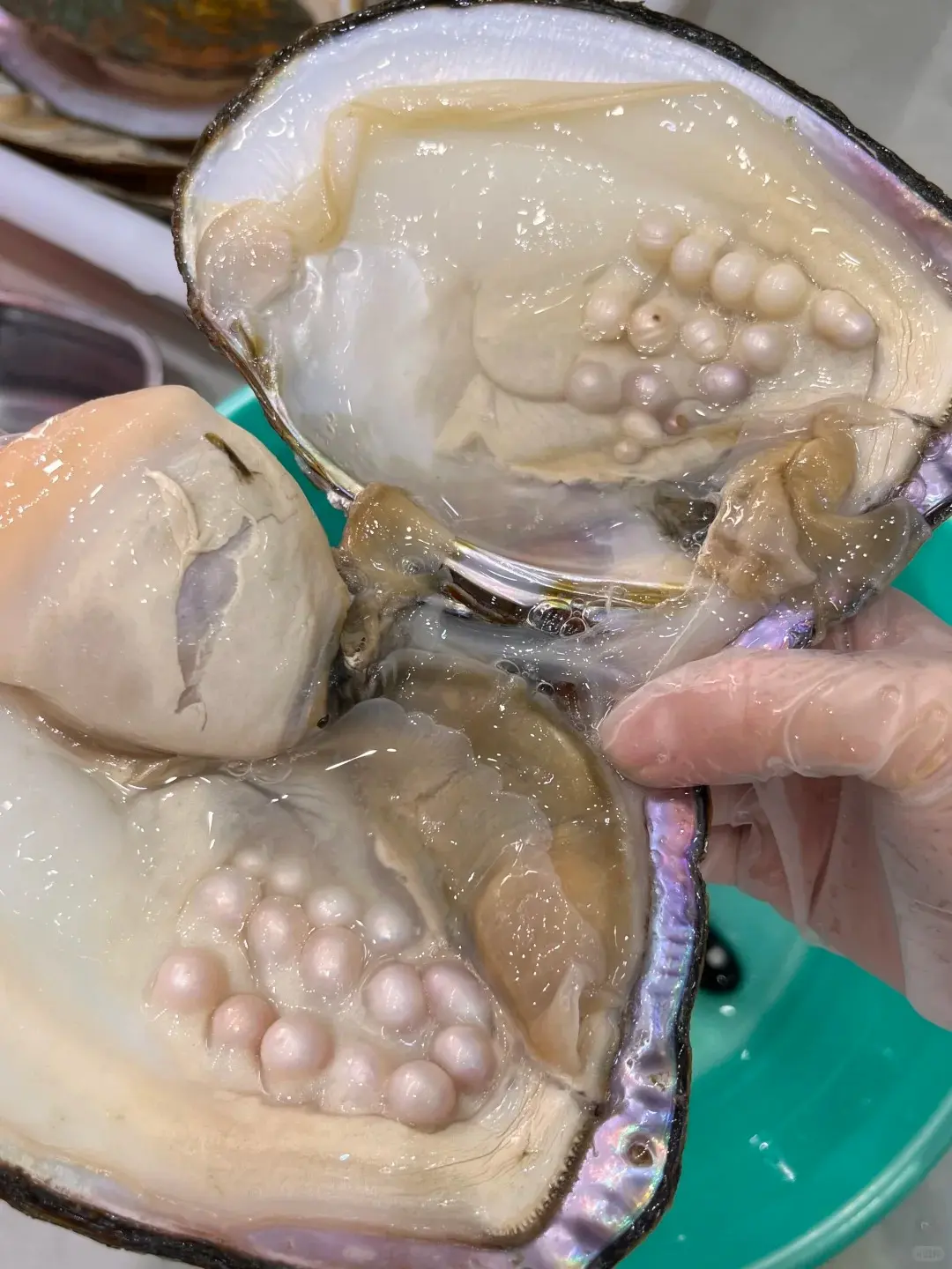 河蚌養殖難、售價不高，業者寧可養來取珍珠，也不願當食材供應。（示意圖來源：小紅書網友）