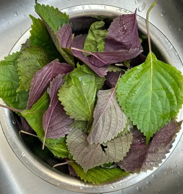 紫蘇原產於中國，西漢典籍中就有記載，古名為「荏」，是妥妥的千年「老網紅」。（示意圖來源：小紅書網友）