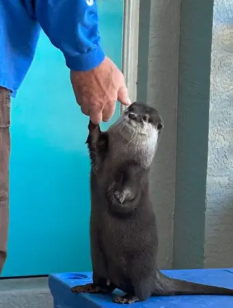 僅僅4個月，Splash辨識並回報水下氣味的技能，順利拿到了屬於它的「搜救執照」。（來源：splashsarotter2024@IG）