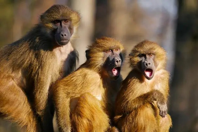 波多黎各恆河猴（rhesus macaques）（示意圖來源：images）