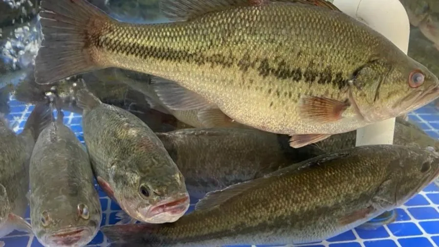 同叫鱸魚差這麼多？海鱸vs淡水鱸選錯真的虧大了！的封面圖片