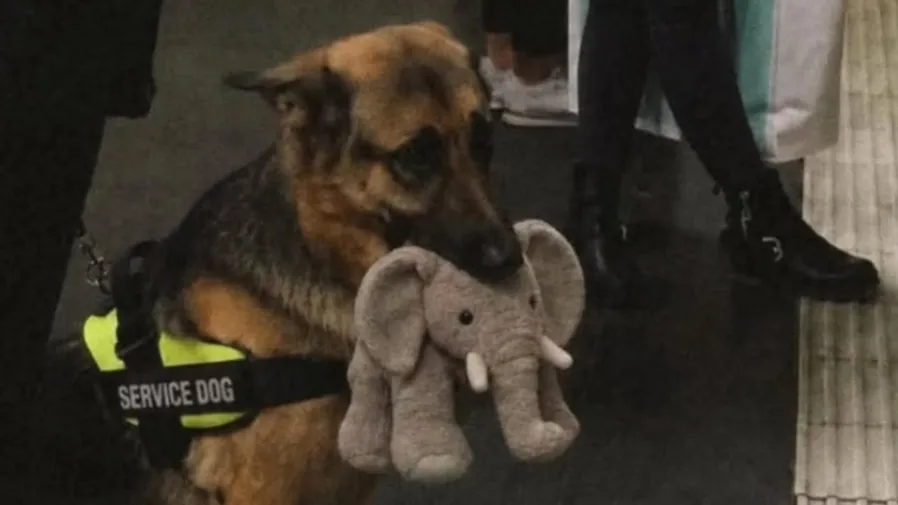 服務犬考試為何秒淘汰？德牧堅咬大象玩偶，超萌真相曝光的封面圖片