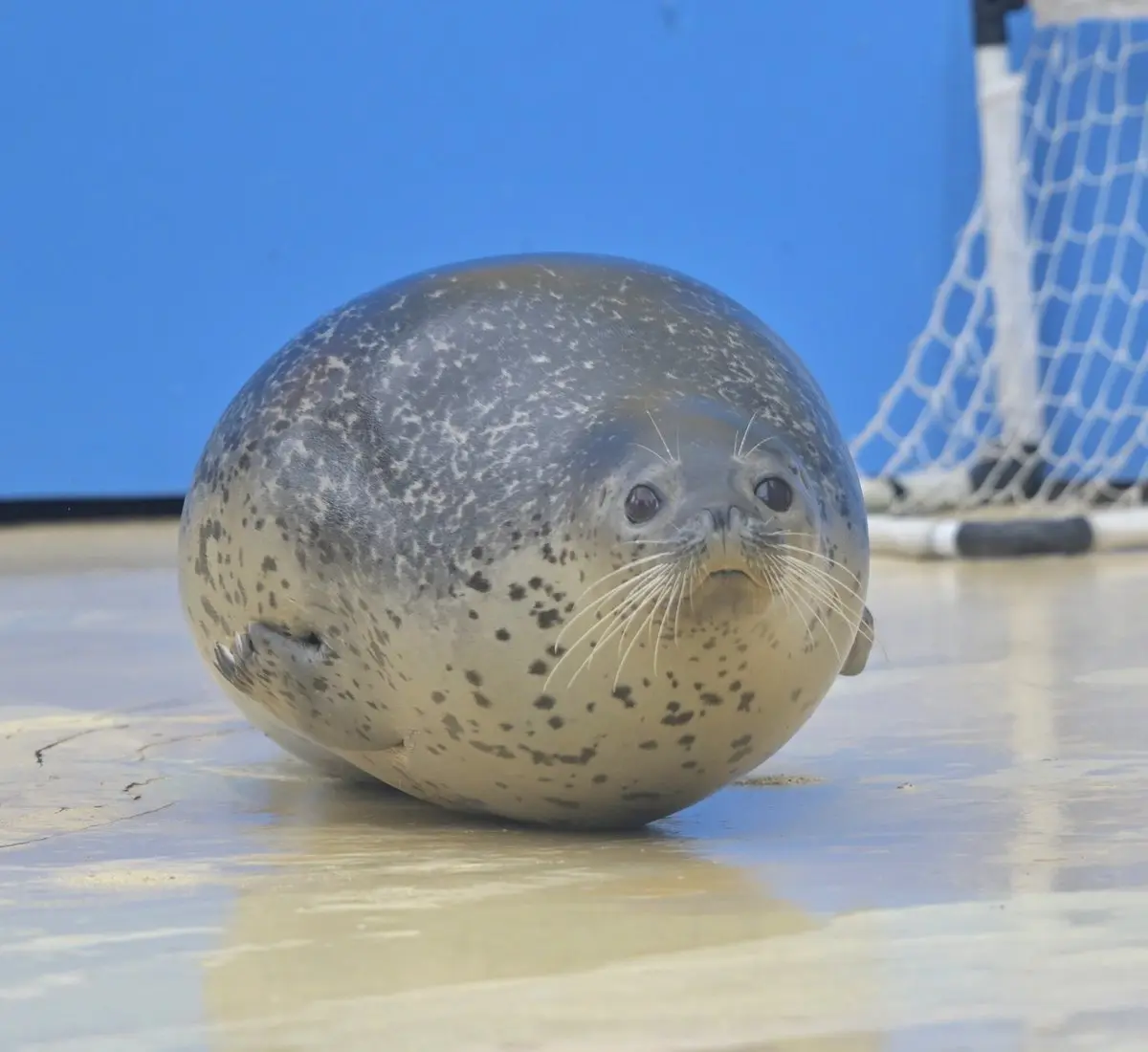 日本東武動物公園的人氣斑海豹Mochimochi（もちもち），被遊客捕捉到蜷成完美圓球的慵懶模樣，畫面軟萌治癒，連AI都難以還原，曝光後瘋狂吸睛，萌翻超過200萬網友。（來源：chikuwa_0412@X）
